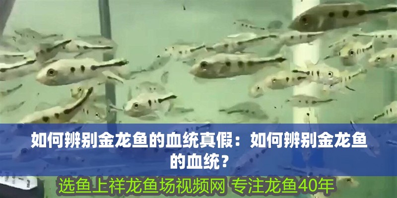 如何辨別金龍魚的血統(tǒng)真假：如何辨別金龍魚的血統(tǒng)？