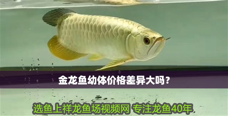 金龍魚幼體價(jià)格差異大嗎？