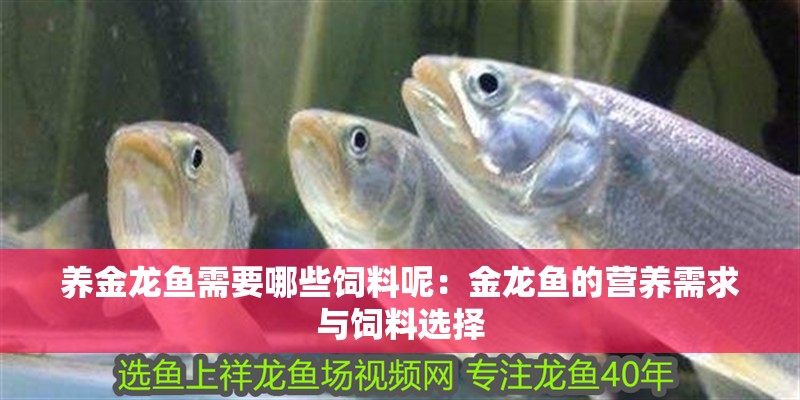 養金龍魚需要哪些飼料呢：金龍魚的營養需求與飼料選擇