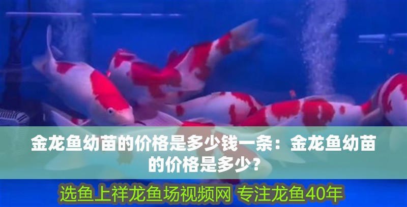 金龍魚幼苗的價格是多少錢一條：金龍魚幼苗的價格是多少？