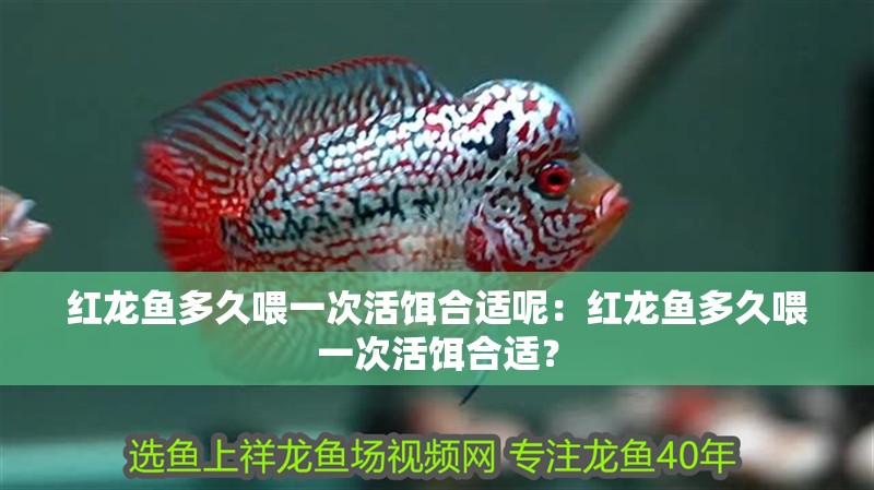 紅龍魚多久喂一次活餌合適呢：紅龍魚多久喂一次活餌合適？