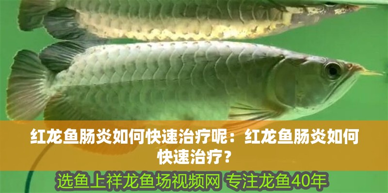 紅龍魚腸炎如何快速治療呢：紅龍魚腸炎如何快速治療？
