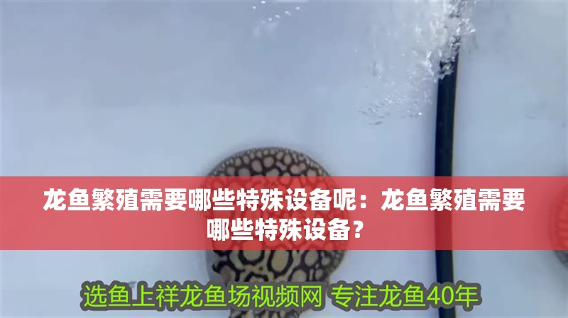 龍魚繁殖需要哪些特殊設備呢：龍魚繁殖需要哪些特殊設備？ 龍魚繁殖需要哪些特殊設備呢：龍魚繁殖需要哪些特殊設備？ 水族問答