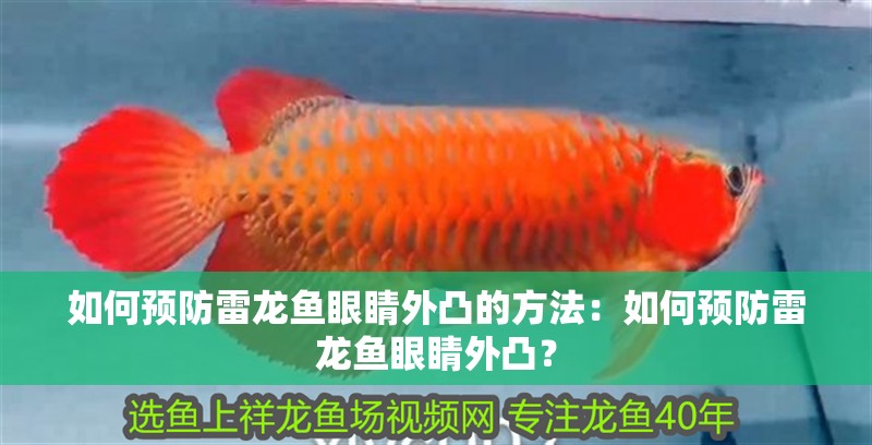 如何預防雷龍魚眼睛外凸的方法：如何預防雷龍魚眼睛外凸？
