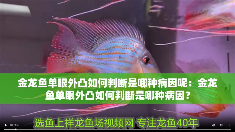 金龍魚單眼外凸如何判斷是哪種病因呢：金龍魚單眼外凸如何判斷是哪種病因？ 金龍魚單眼外凸如何判斷是哪種病因呢：金龍魚單眼外凸如何判斷是哪種病因？ 水族問答