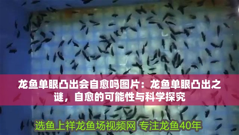 龍魚單眼凸出會自愈嗎圖片：龍魚單眼凸出之謎，自愈的可能性與科學探究