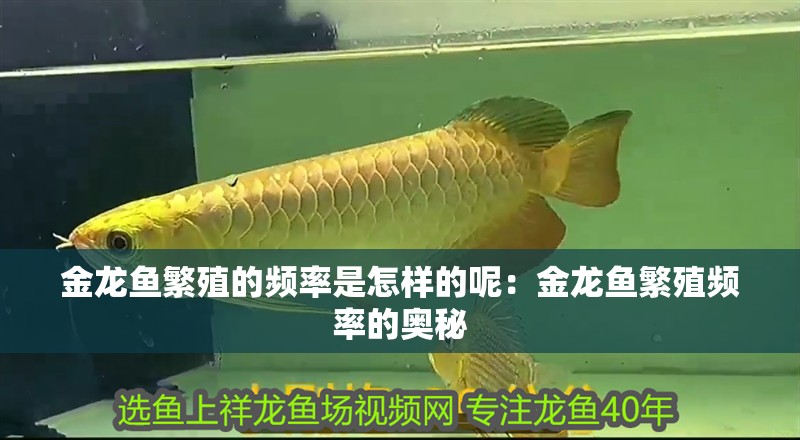 金龍魚繁殖的頻率是怎樣的呢：金龍魚繁殖頻率的奧秘