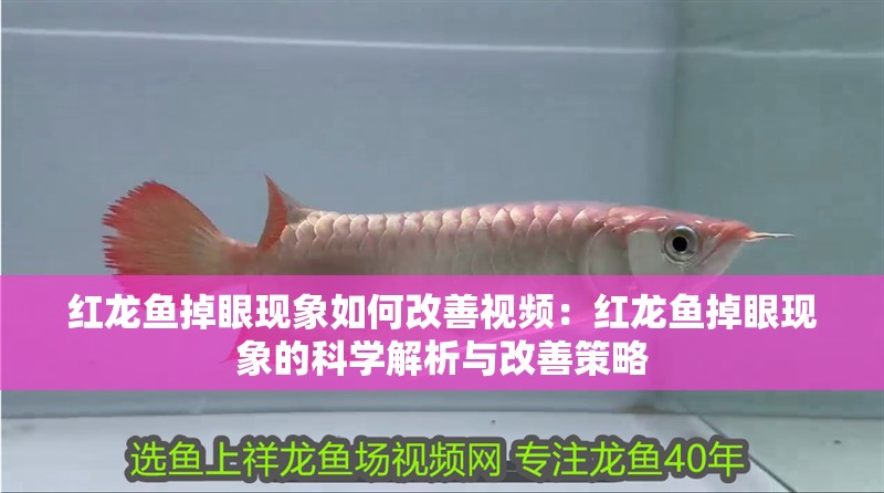 紅龍魚掉眼現(xiàn)象如何改善視頻：紅龍魚掉眼現(xiàn)象的科學(xué)解析與改善策略