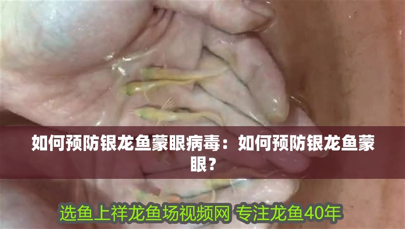 如何預防銀龍魚蒙眼病毒：如何預防銀龍魚蒙眼？