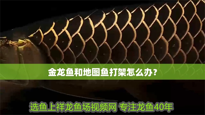 金龍魚和地圖魚打架怎么辦？ 金龍魚和地圖魚打架怎么辦？ 龍魚百科