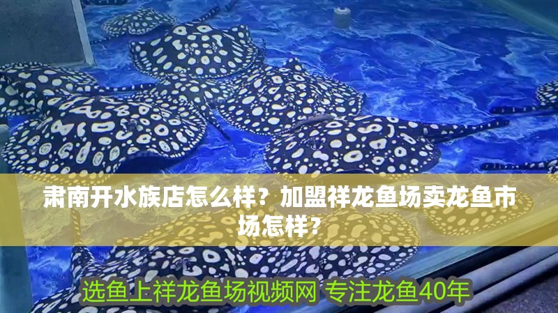 肅南開水族店怎么樣？加盟祥龍魚場賣龍魚市場怎樣？ 肅南開水族店怎么樣？加盟祥龍魚場賣龍魚市場怎樣？ 水族館百科（水族館加盟）