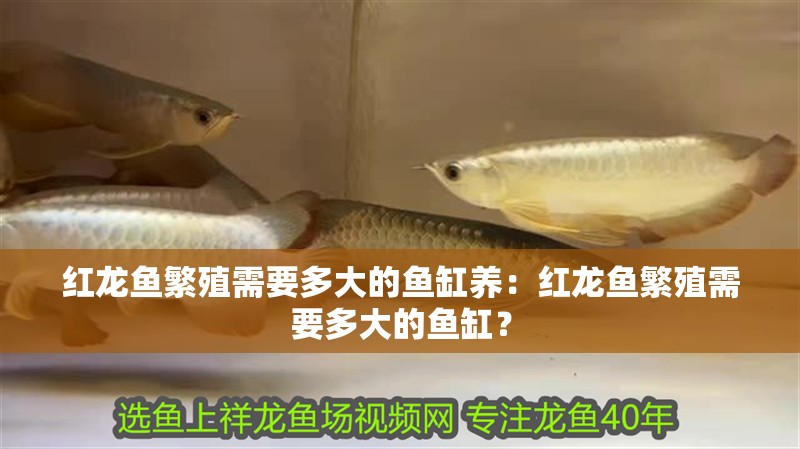 紅龍魚繁殖需要多大的魚缸養(yǎng)：紅龍魚繁殖需要多大的魚缸？