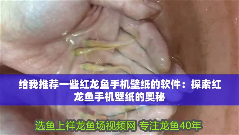 給我推薦一些紅龍魚手機壁紙的軟件：探索紅龍魚手機壁紙的奧秘 給我推薦一些紅龍魚手機壁紙的軟件：探索紅龍魚手機壁紙的奧秘 水族問答