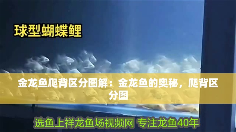 金龍魚爬背區分圖解：金龍魚的奧秘，爬背區分圖 金龍魚爬背區分圖解：金龍魚的奧秘，爬背區分圖 水族問答