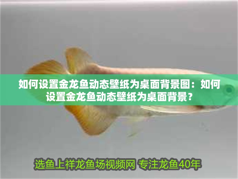 如何設(shè)置金龍魚動(dòng)態(tài)壁紙為桌面背景圖：如何設(shè)置金龍魚動(dòng)態(tài)壁紙為桌面背景？