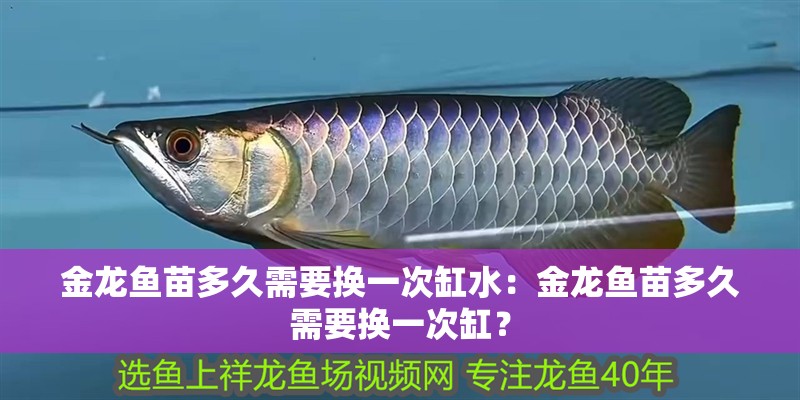 金龍魚苗多久需要換一次缸水：金龍魚苗多久需要換一次缸？ 金龍魚苗多久需要換一次缸水：金龍魚苗多久需要換一次缸？ 水族問答