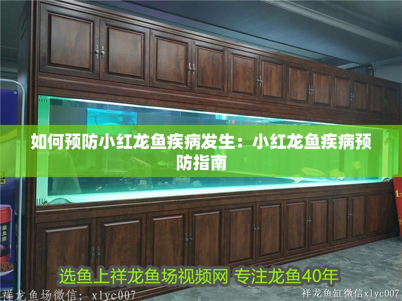 如何預(yù)防小紅龍魚疾病發(fā)生：小紅龍魚疾病預(yù)防指南