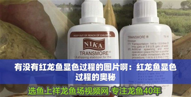 有沒有紅龍魚顯色過程的圖片啊：紅龍魚顯色過程的奧秘