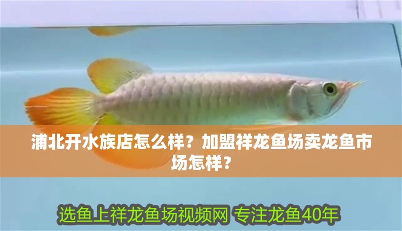 浦北開水族店怎么樣？加盟祥龍魚場賣龍魚市場怎樣？ 浦北開水族店怎么樣？加盟祥龍魚場賣龍魚市場怎樣？ 水族館百科（水族館加盟）