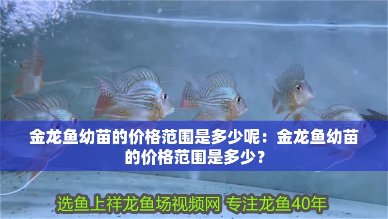 金龍魚幼苗的價格范圍是多少呢：金龍魚幼苗的價格范圍是多少？