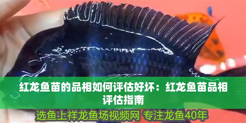 紅龍魚苗的品相如何評估好壞：紅龍魚苗品相評估指南