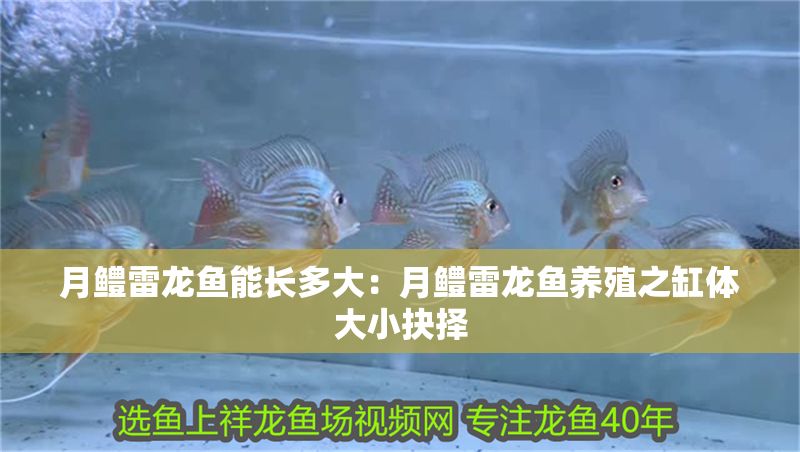 月鱧雷龍魚能長多大：月鱧雷龍魚養殖之缸體大小抉擇