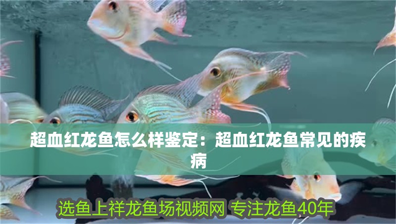 超血紅龍魚(yú)怎么樣鑒定：超血紅龍魚(yú)常見(jiàn)的疾病