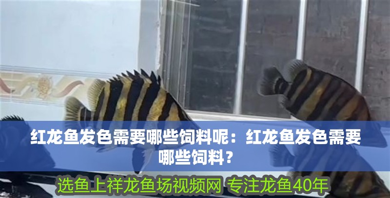 紅龍魚發色需要哪些飼料呢：紅龍魚發色需要哪些飼料？