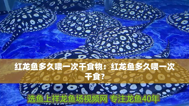 紅龍魚多久喂一次干食物：紅龍魚多久喂一次干食？