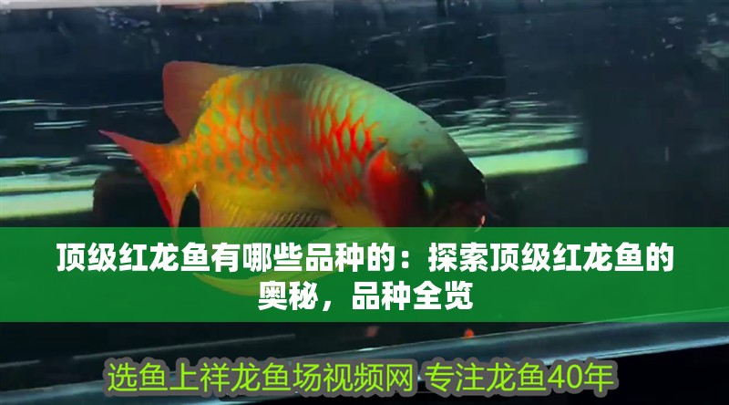 頂級紅龍魚有哪些品種的：探索頂級紅龍魚的奧秘，品種全覽