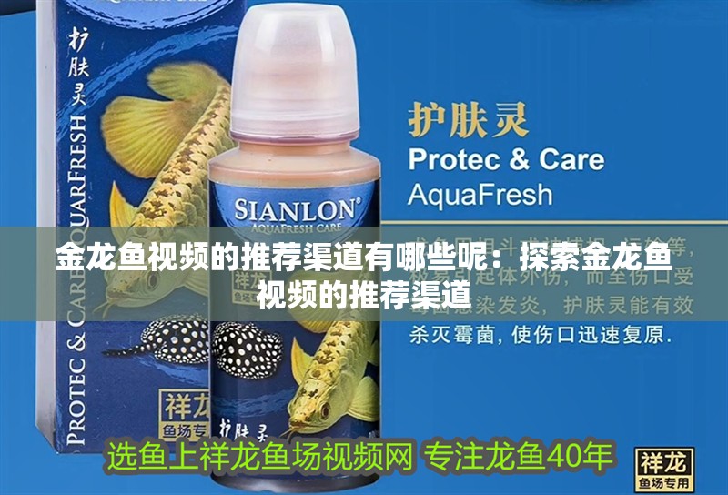 金龍魚視頻的推薦渠道有哪些呢：探索金龍魚視頻的推薦渠道