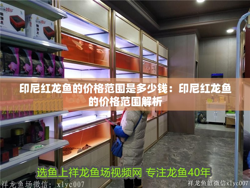 印尼紅龍魚的價格范圍是多少錢：印尼紅龍魚的價格范圍解析