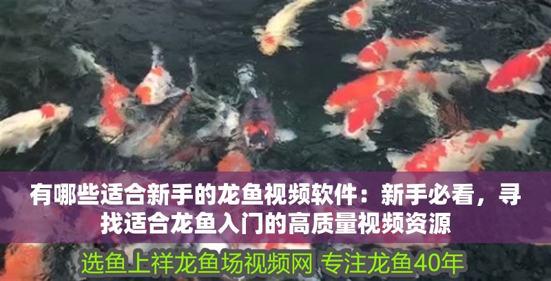 有哪些適合新手的龍魚視頻軟件：新手必看，尋找適合龍魚入門的高質(zhì)量視頻資源
