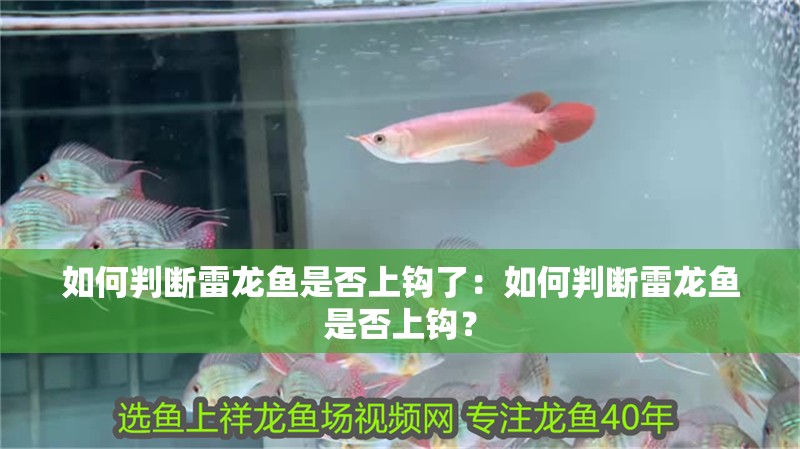 如何判斷雷龍魚是否上鉤了：如何判斷雷龍魚是否上鉤？