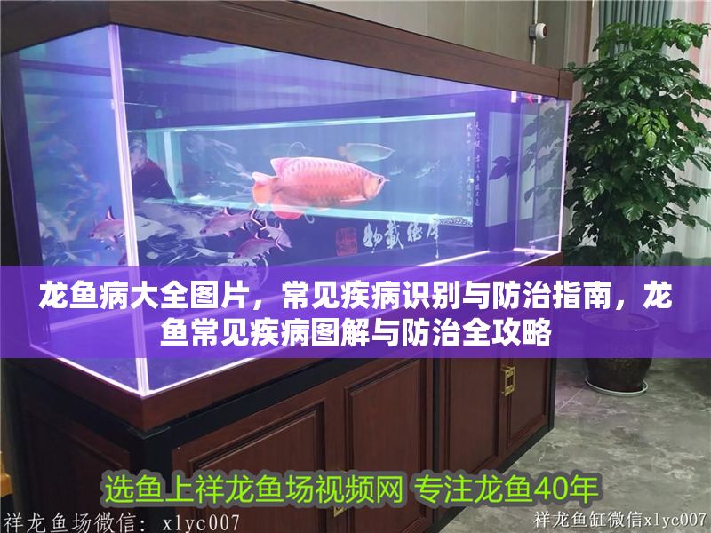 龍魚病大全圖片，常見疾病識別與防治指南，龍魚常見疾病圖解與防治全攻略