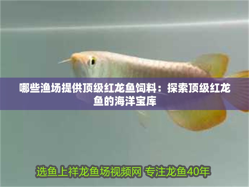 哪些漁場提供頂級紅龍魚飼料：探索頂級紅龍魚的海洋寶庫