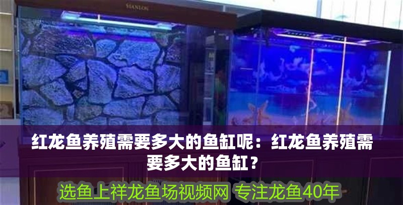 紅龍魚養殖需要多大的魚缸呢：紅龍魚養殖需要多大的魚缸？