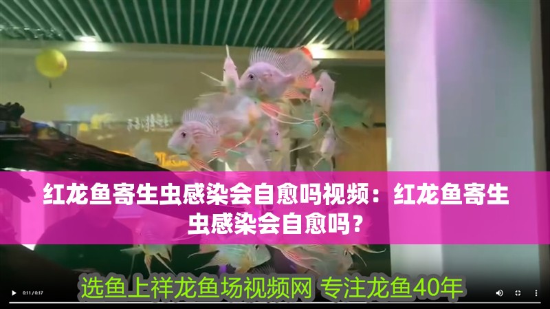 紅龍魚寄生蟲感染會自愈嗎視頻：紅龍魚寄生蟲感染會自愈嗎？