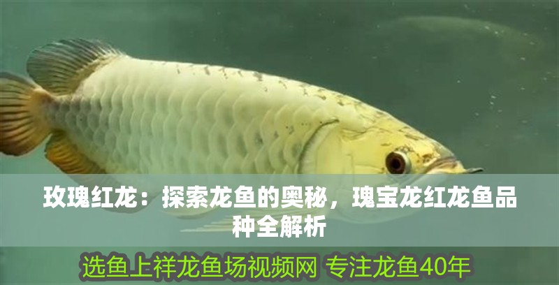 玫瑰紅龍：探索龍魚的奧秘，瑰寶龍紅龍魚品種全解析