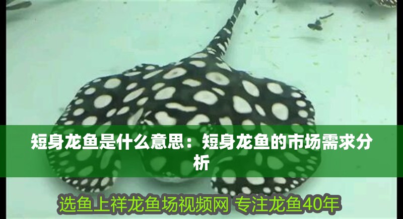 短身龍魚是什么意思：短身龍魚的市場需求分析