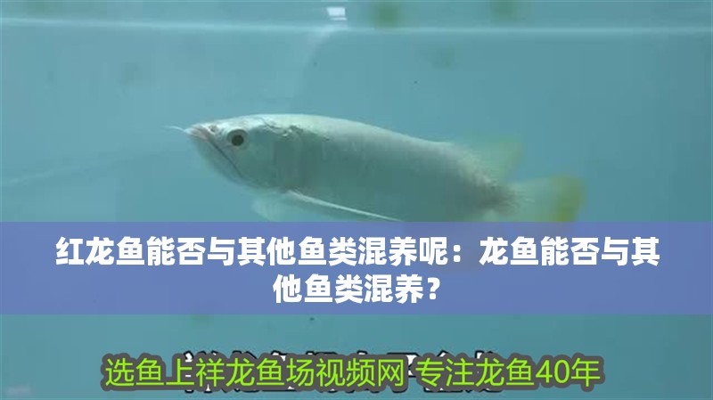 紅龍魚能否與其他魚類混養(yǎng)呢：龍魚能否與其他魚類混養(yǎng)？