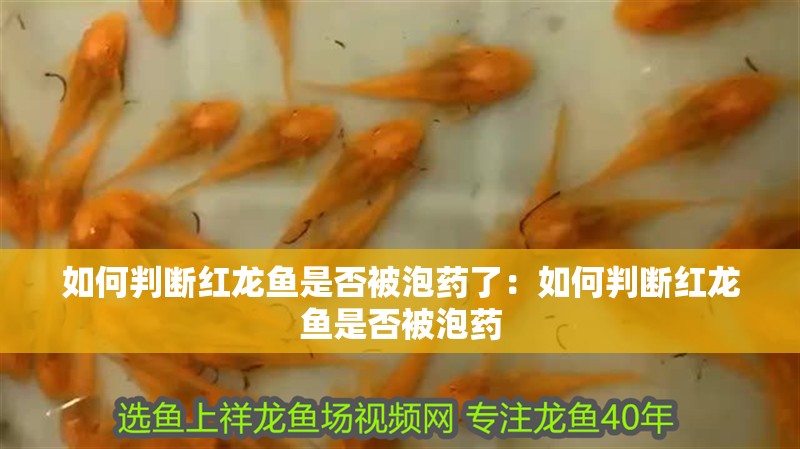如何判斷紅龍魚是否被泡藥了：如何判斷紅龍魚是否被泡藥