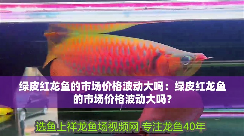 綠皮紅龍魚的市場價格波動大嗎：綠皮紅龍魚的市場價格波動大嗎？