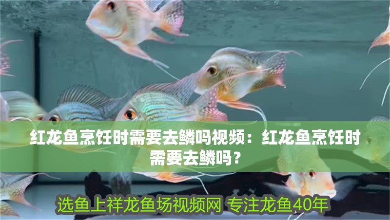 紅龍魚烹飪時需要去鱗嗎視頻：紅龍魚烹飪時需要去鱗嗎？