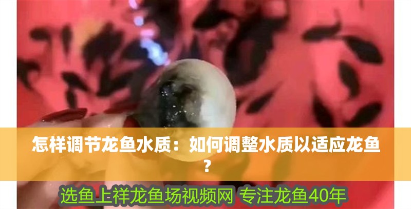 怎樣調節龍魚水質：如何調整水質以適應龍魚？