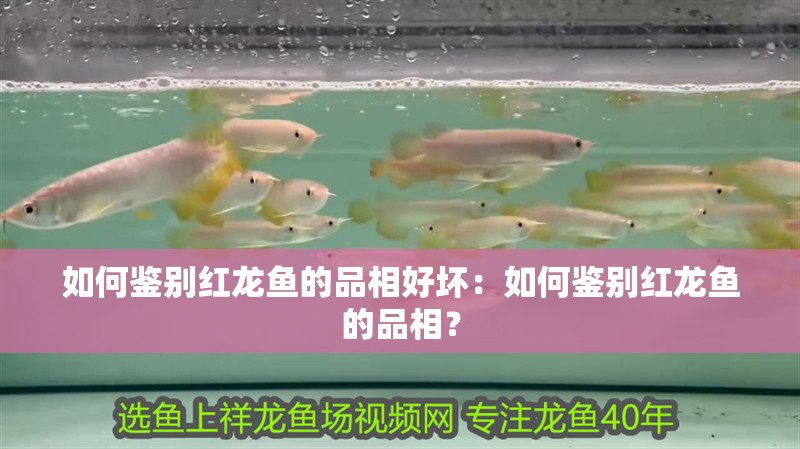 如何鑒別紅龍魚的品相好壞：如何鑒別紅龍魚的品相？
