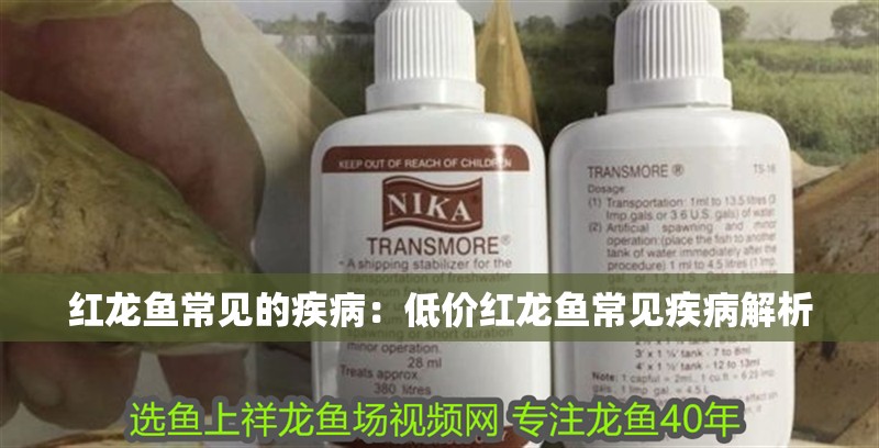 紅龍魚常見的疾病：低價紅龍魚常見疾病解析