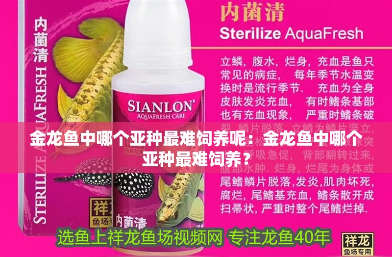 金龍魚中哪個亞種最難飼養呢：金龍魚中哪個亞種最難飼養？