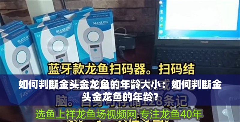如何判斷金頭金龍魚的年齡大?。喝绾闻袛嘟痤^金龍魚的年齡？