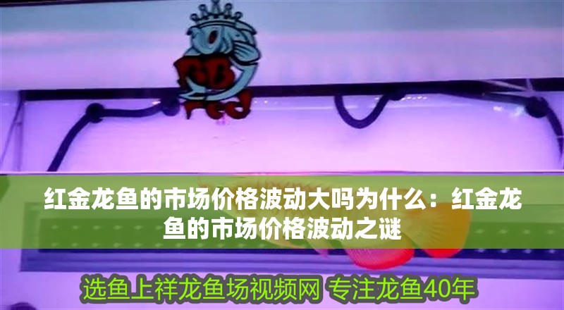 紅金龍魚的市場價格波動大嗎為什么：紅金龍魚的市場價格波動之謎